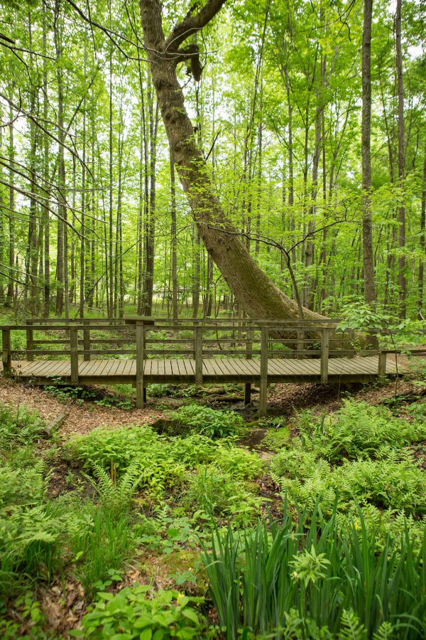 Reynolds Nature Preserve large tree and bridge